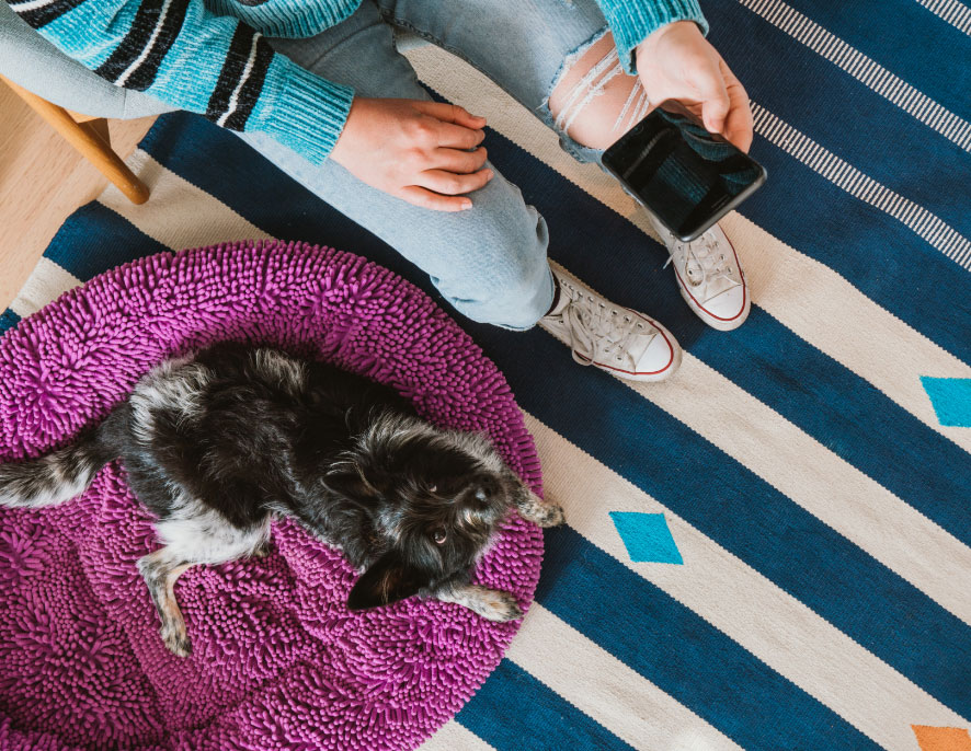 Top-down view of a puppy looking up at the camera while lying on a fluffy pink bed on a striped blue rug next to a person sitting in a chair holding a phone.