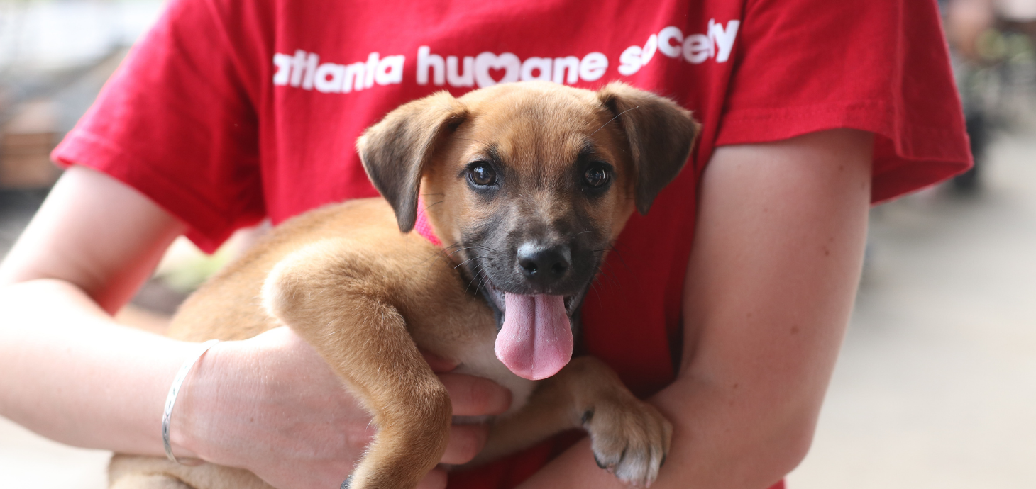 Person holding a small puppy in their arms.