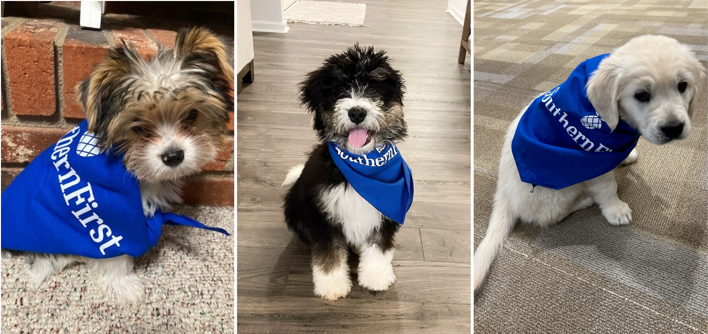 New Southern First pups, Bentley, Oliver, and Lily.