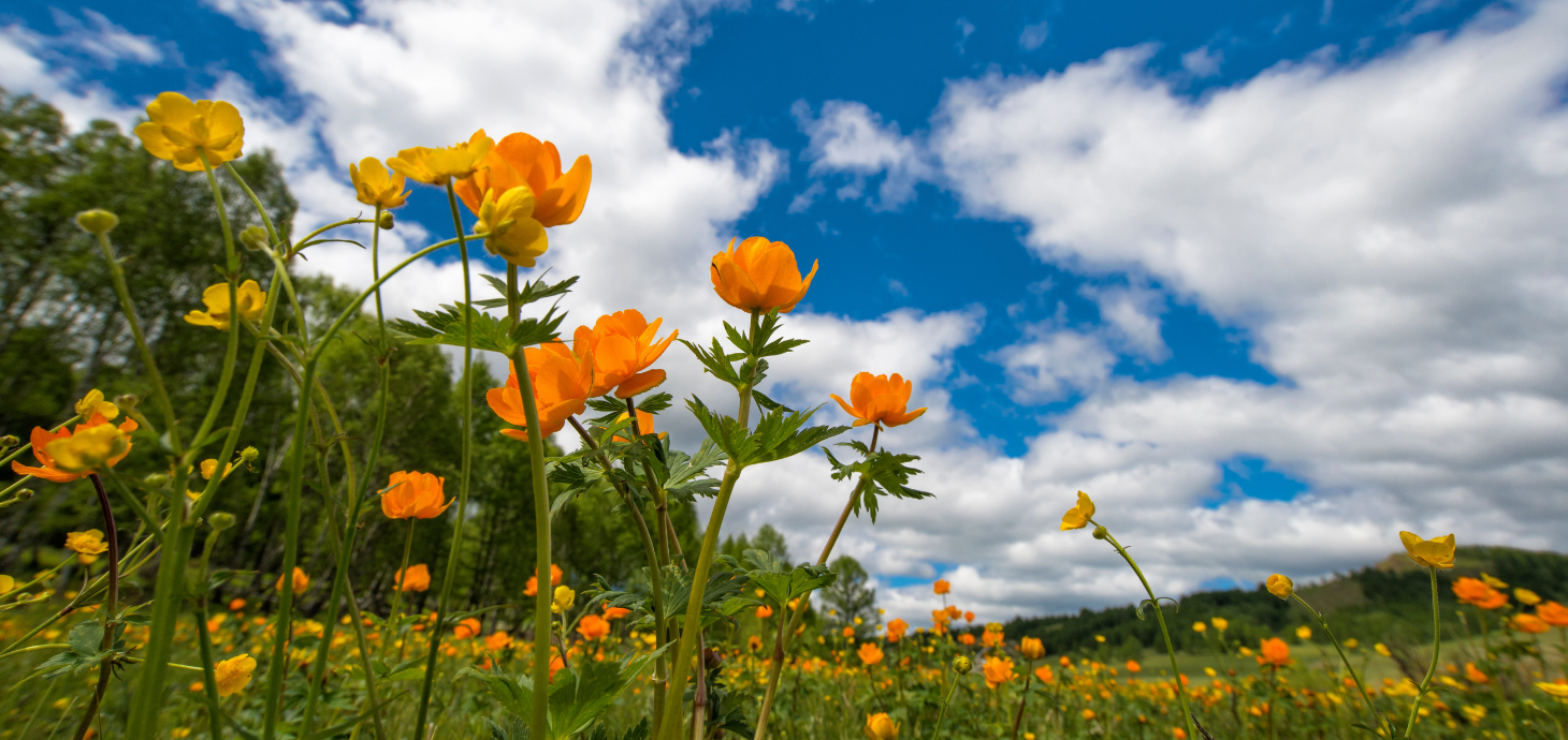Photo of yellow and orange flowers with a blue sky and white cloud background.