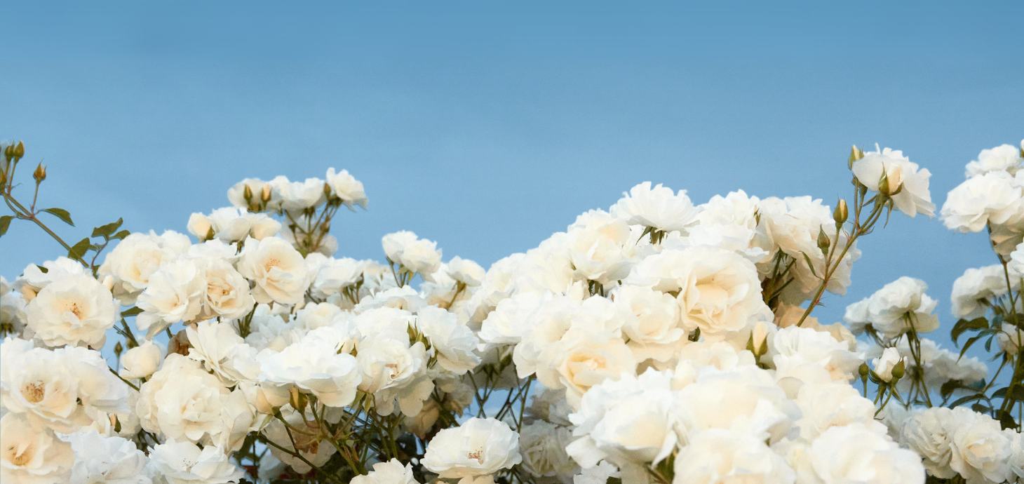 White roses with a blue sky in the background.