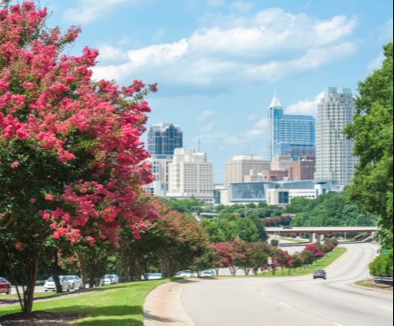 View of Raleigh from a highway lined with pink crepe myrtles.